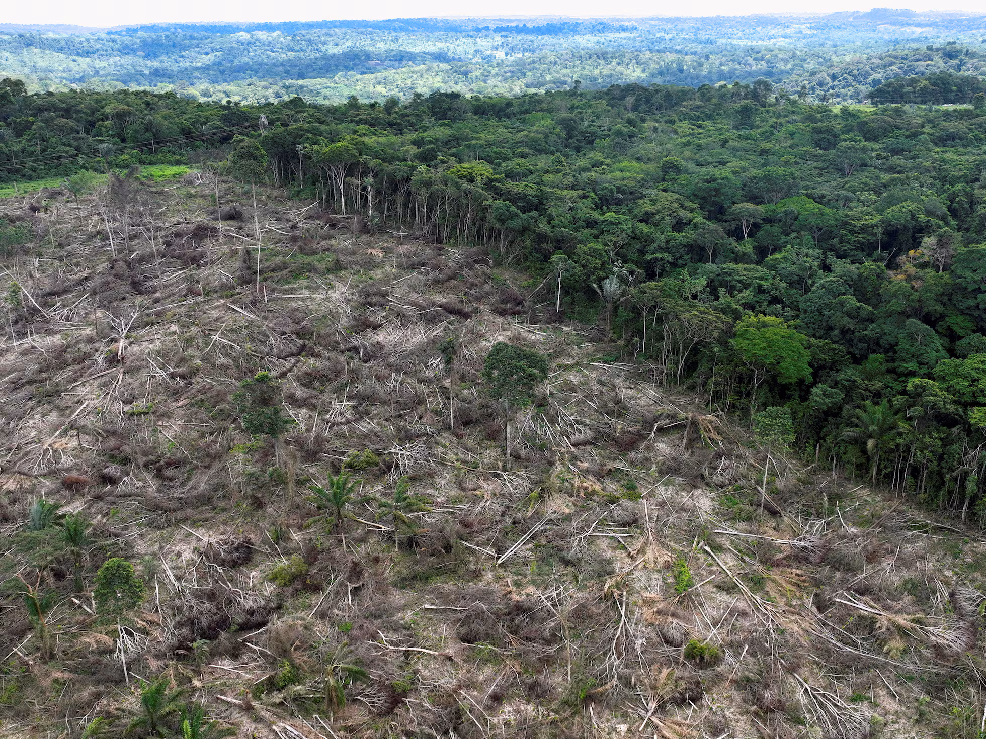 Deforestación